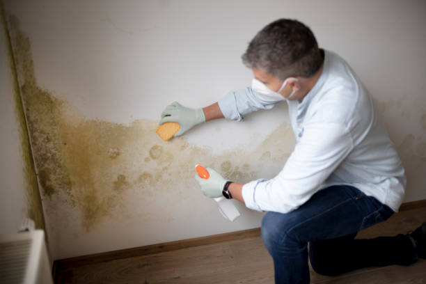 Best Real Estate Mold Inspection  in Severn, MD